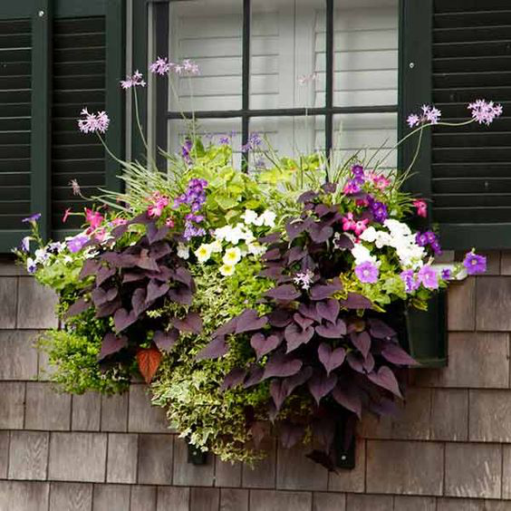 Best plants for window boxes-create a stunning display