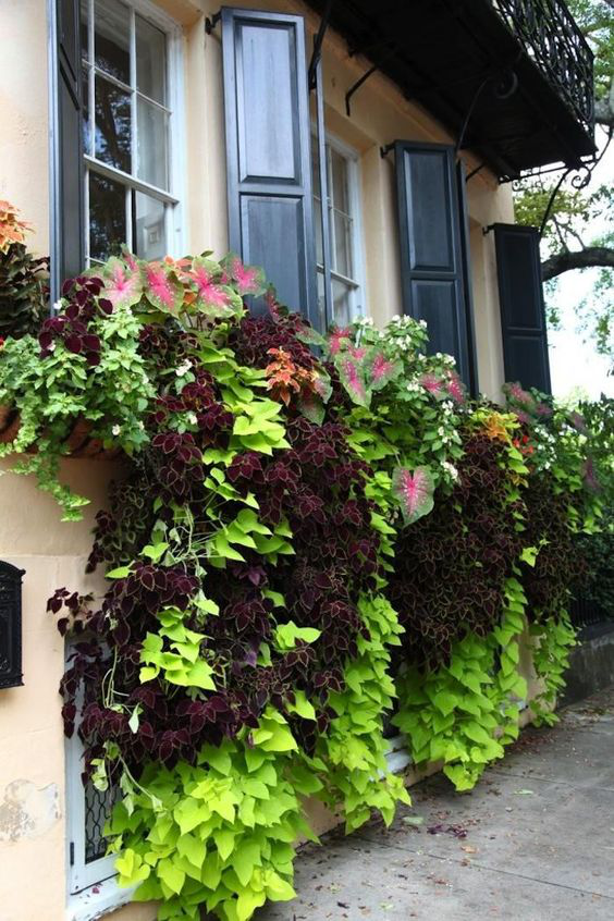Best plants for window boxes-create a stunning display