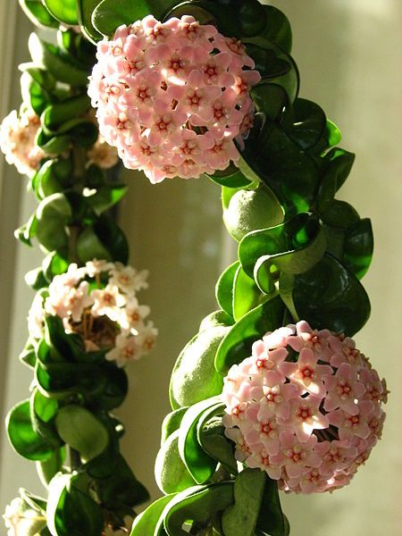 15 gorgeous plants wax plant baby nursery momooze.com