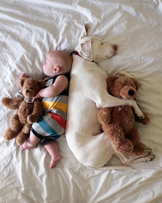 babies and animals