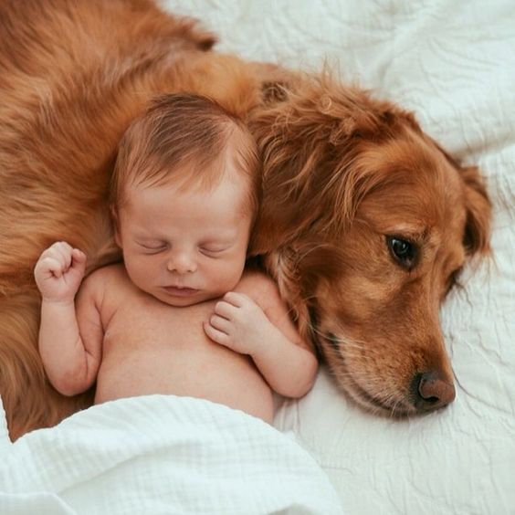 babies and animals