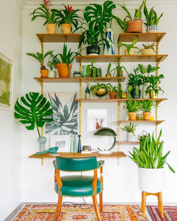 Indoor Plant Shelf