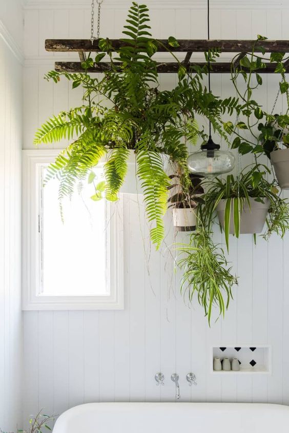 Indoor Plant Shelf