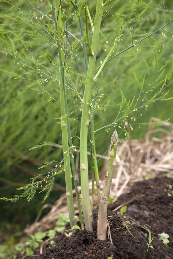 How to grow asparagus 2