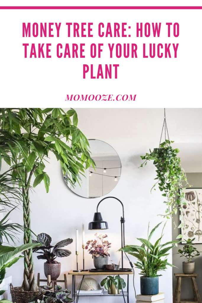 Money Tree Care: How To Take Care Of Your Lucky Plant