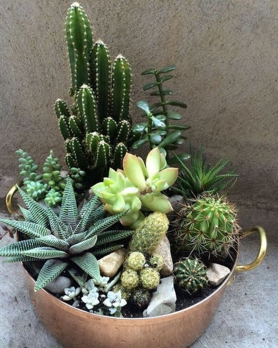 Succulents Planter – Indoor, Outdoor & DIY Options