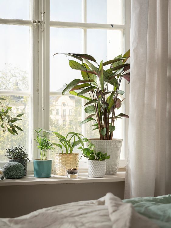 Bedroom Plants
