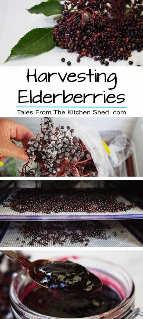 elderberry recipes 4
