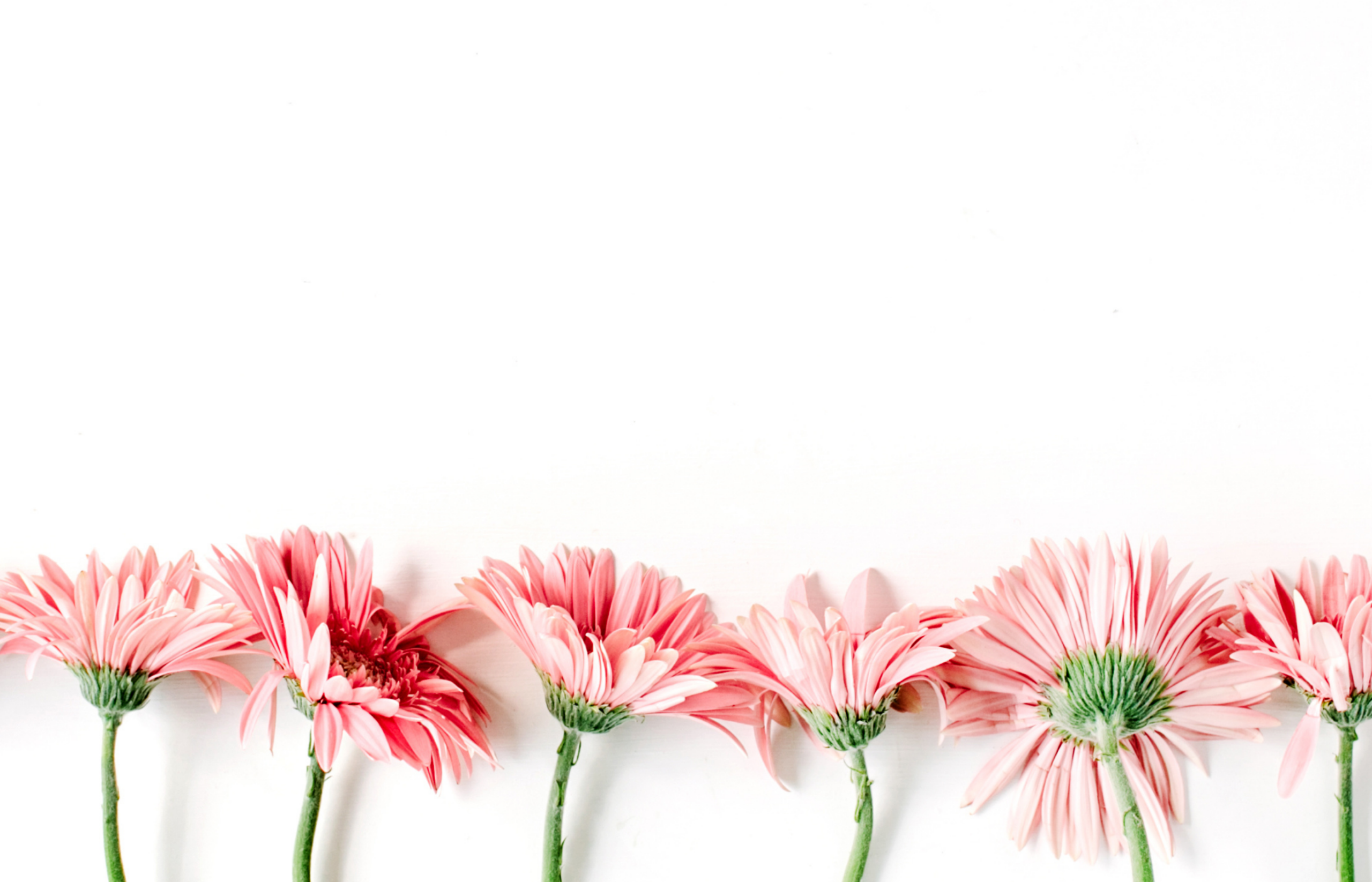 Floral Desktop Wallpaper: 35 Gorgeous Desktop Backgrounds