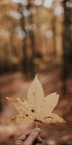iPhone Wallpaper Fall 250 × 500 px 3