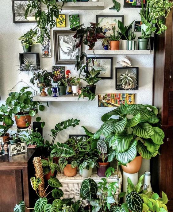 Plant Room Ideas