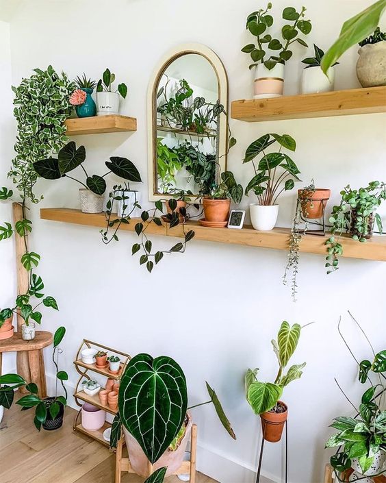 Plant Room Ideas