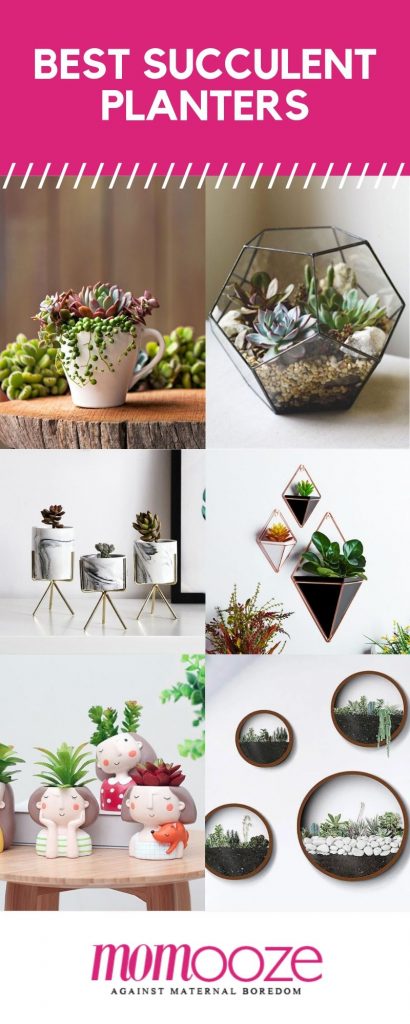 succulent planters indoor outdoor