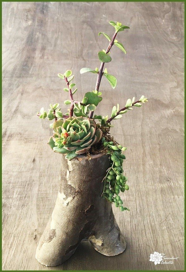 succulents planter 30