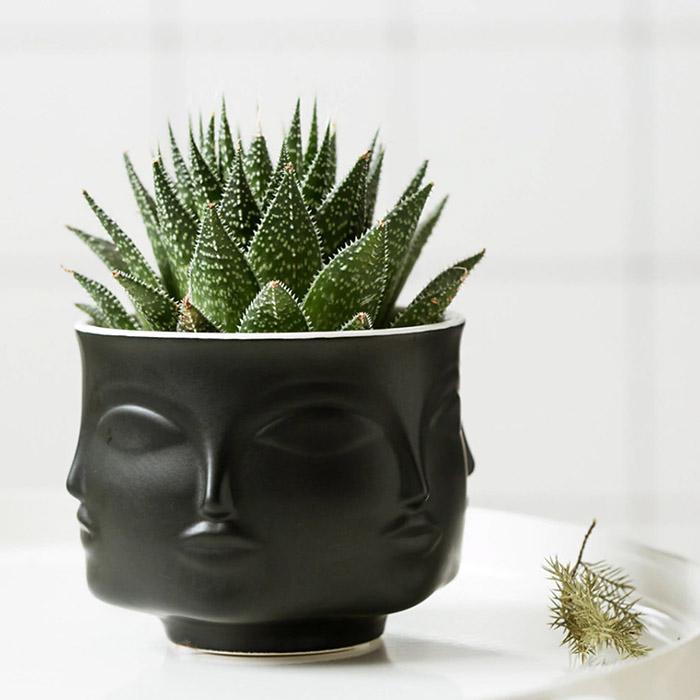 succulents planter vase
