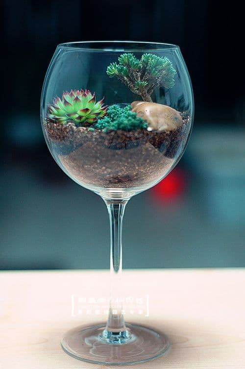wine glass terrarium